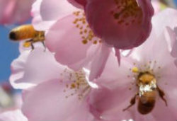 Pollinating Kiwifruit